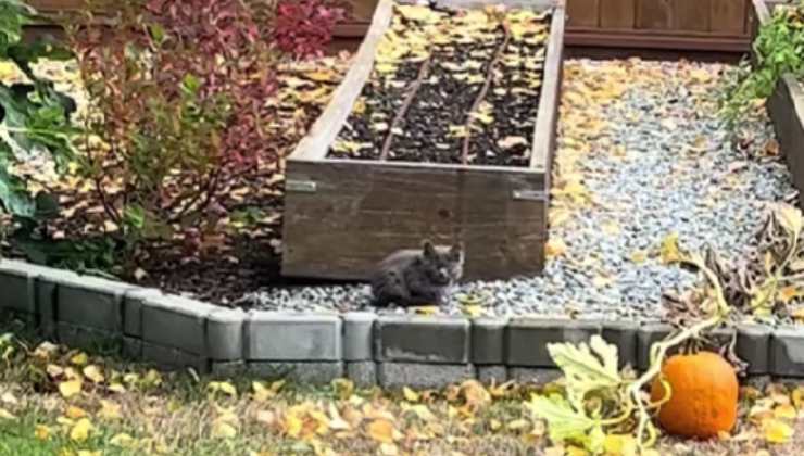 gattino grigio capitato nel giardino