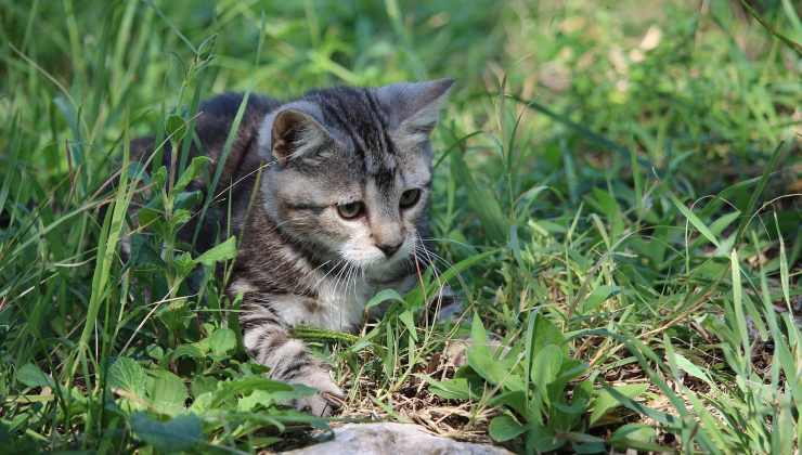 gattino nell'erba 
