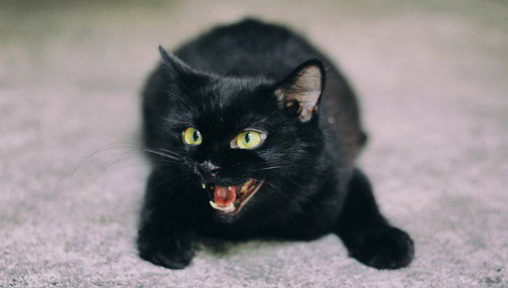 Gattino nero aggressivo 