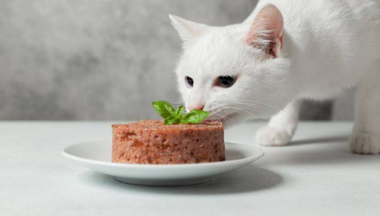 Gatto non mangia il suo cibo