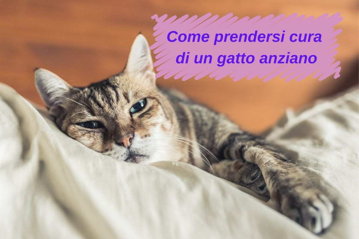 Come prendersi cura di un gatto anziano