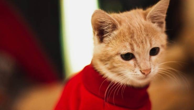 Gatto con maglione rosso