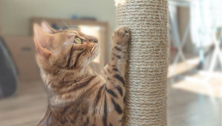 Gatto con tiragraffi