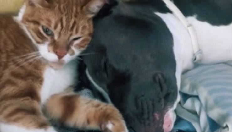 cane conquista il gatto