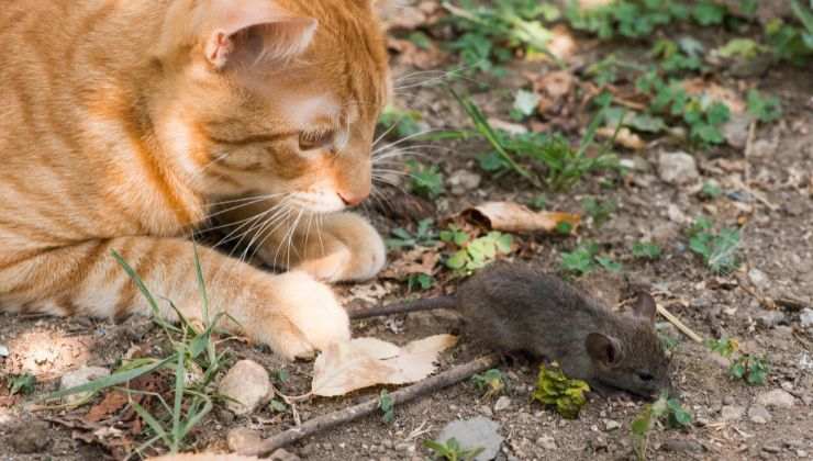 Gatto dà caccia al topo