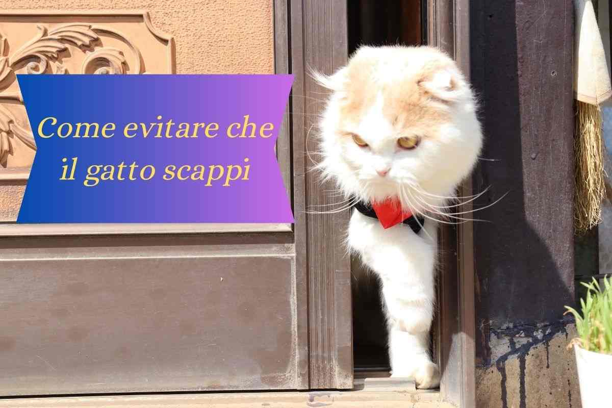 Come evitare che il gatto scappi