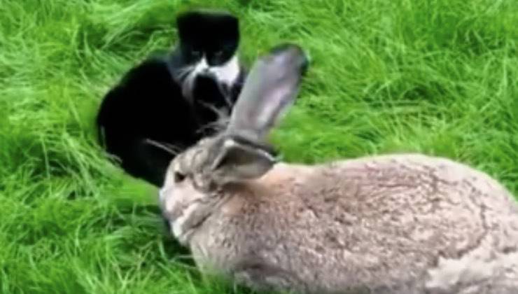 piccolo gatto nero giardino 