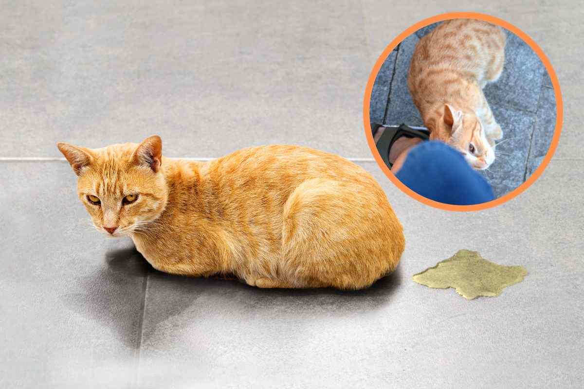 I gatti marcano il territorio e le persone