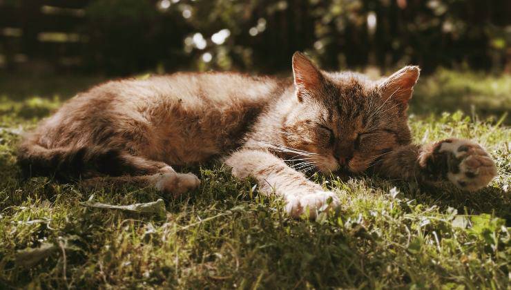 Gatto in giardino al sole