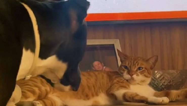gatto rifiuta di diventare amico del cane