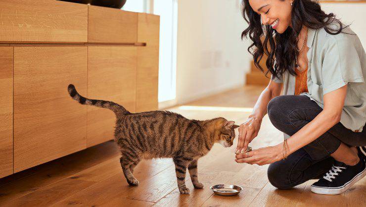 Gatto mangia cibo in scatola