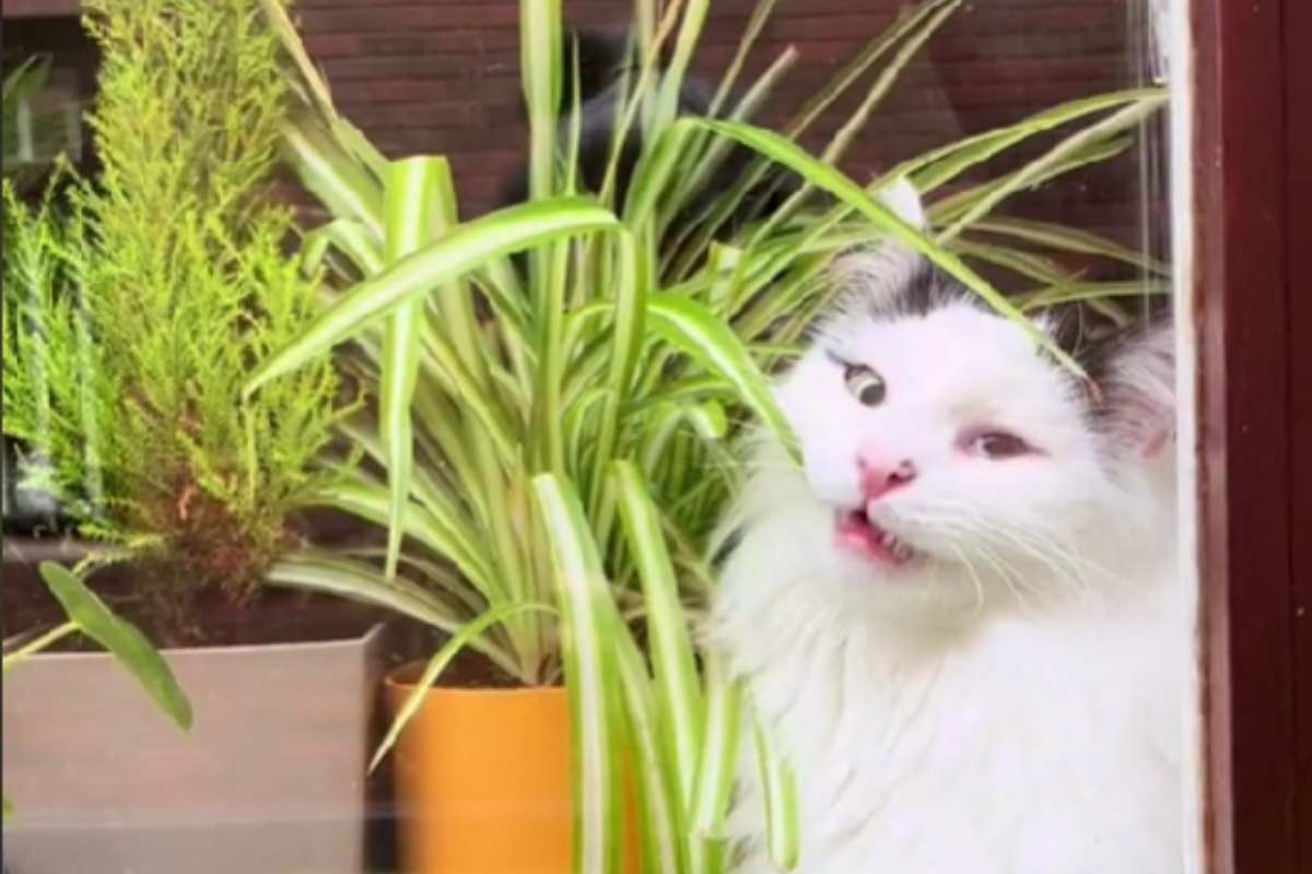 gatto masticare pianta