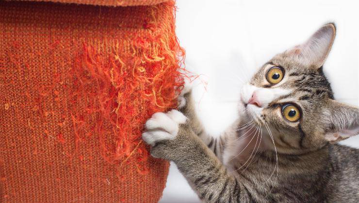 Gatto marca il divano
