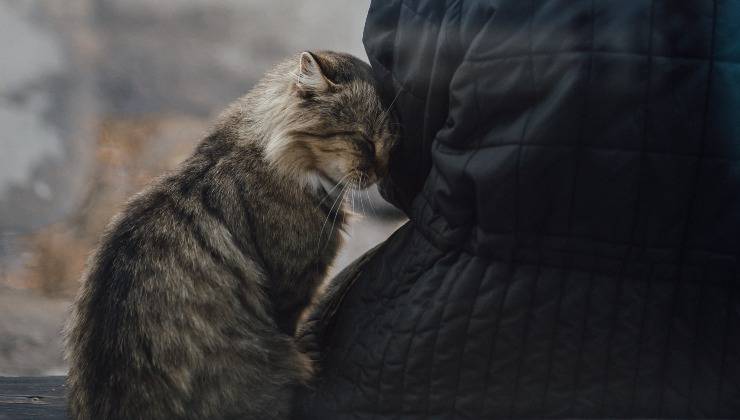 Gatto marca una persona