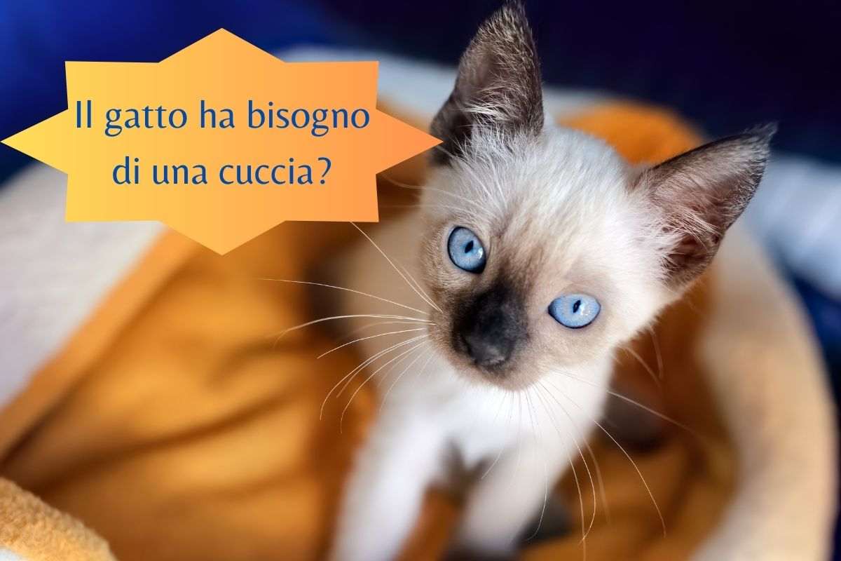 Il gatto ha bisogno di una cuccia