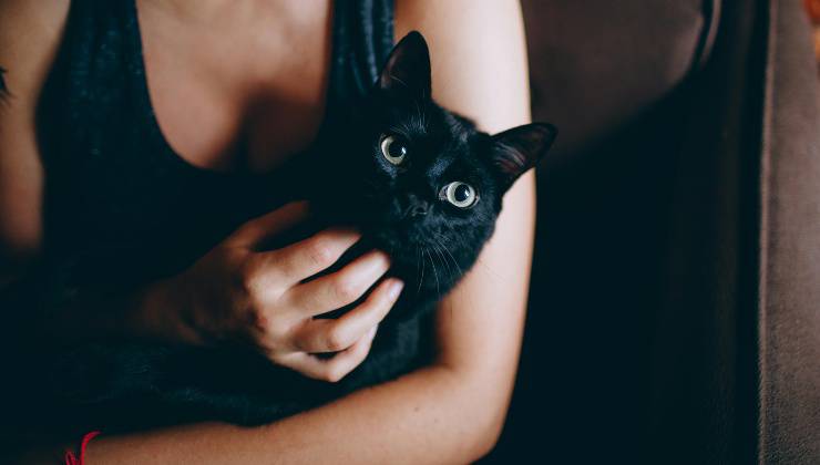 Gatto nero in braccio