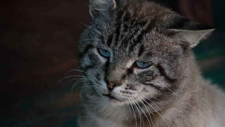 Gatto non riesce a respirare