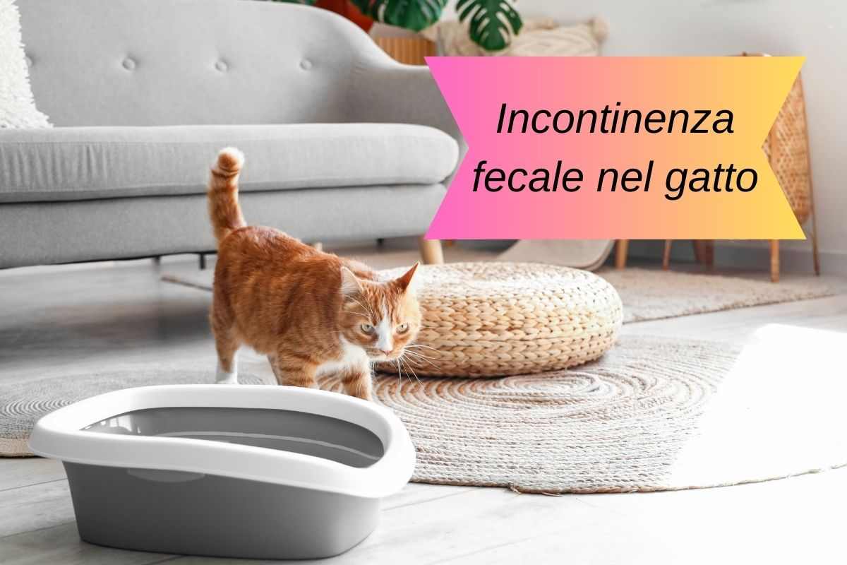 Incontinenza fecale nel gatto