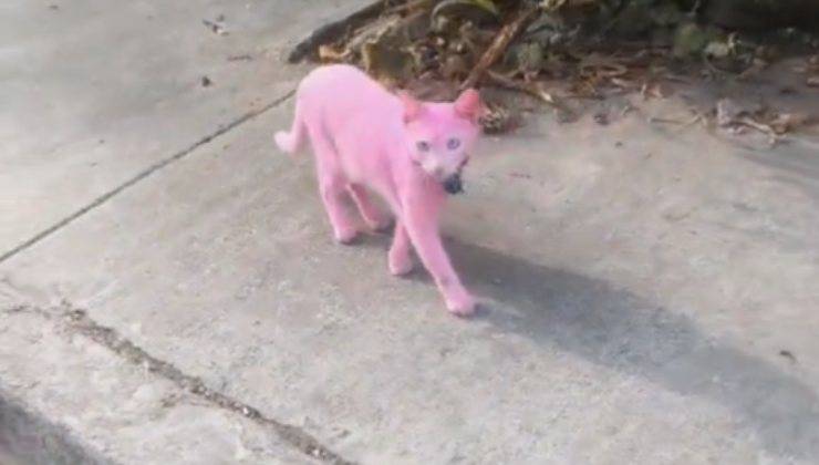 gatto rosa cammina per strada