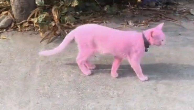 pantera rosa nella realtà