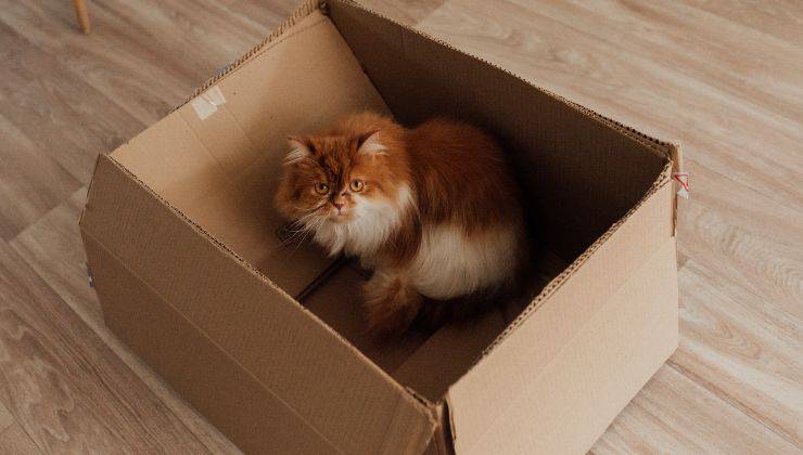 gatto sorpreso in una scatola 