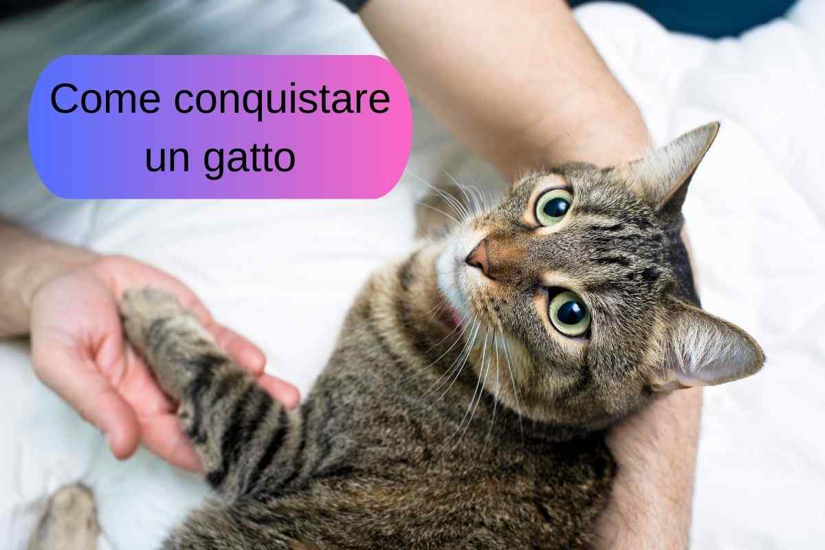Come conquistare un gatto affinché ti ami