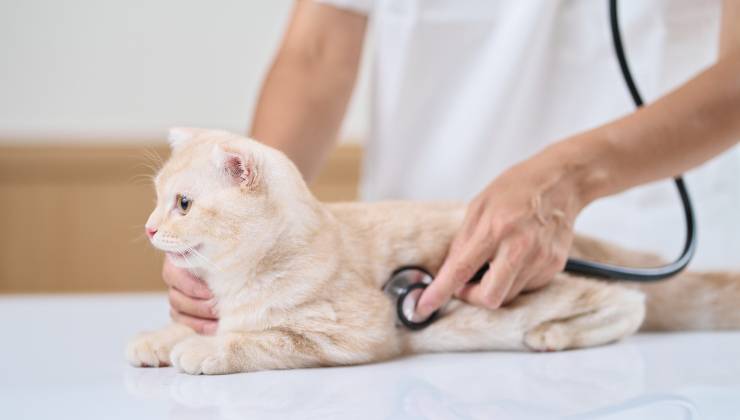 Gatto visitato dal veterinario