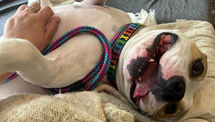 cane giocando pit bull 