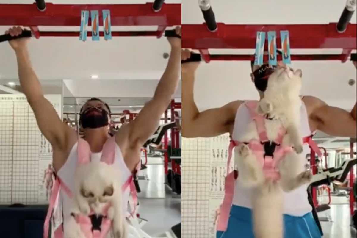 gatto modo convincere allenarsi