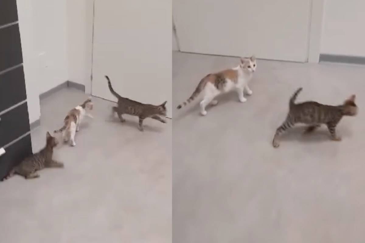 gattini tremolini bella notizia