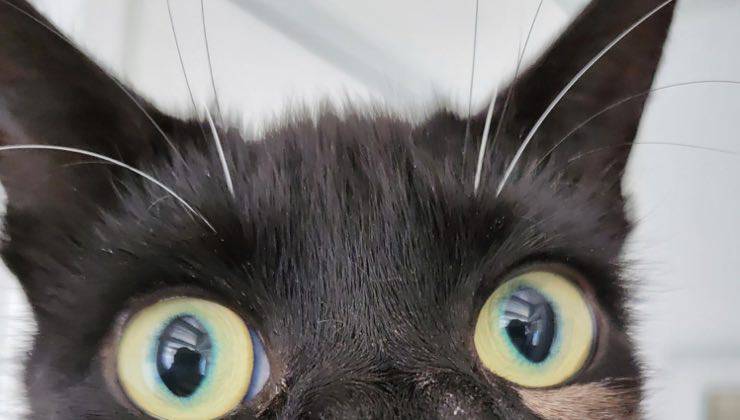 gatto grandi occhi nome 