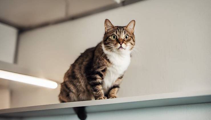 gatto in alto su una mensola