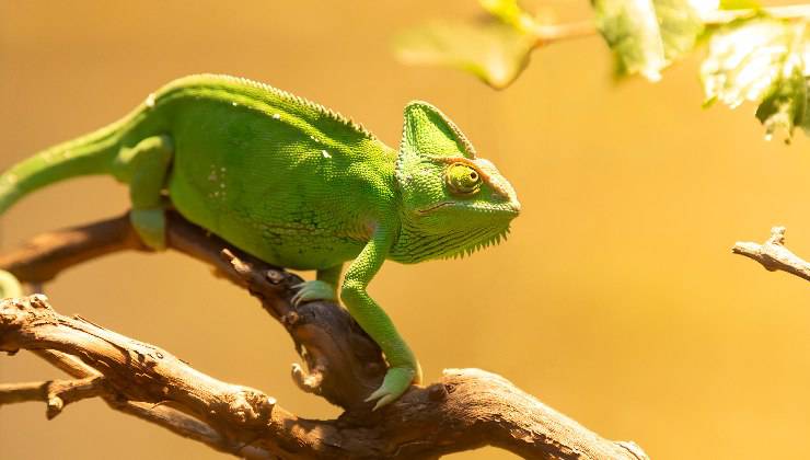 iguana cambia pelle