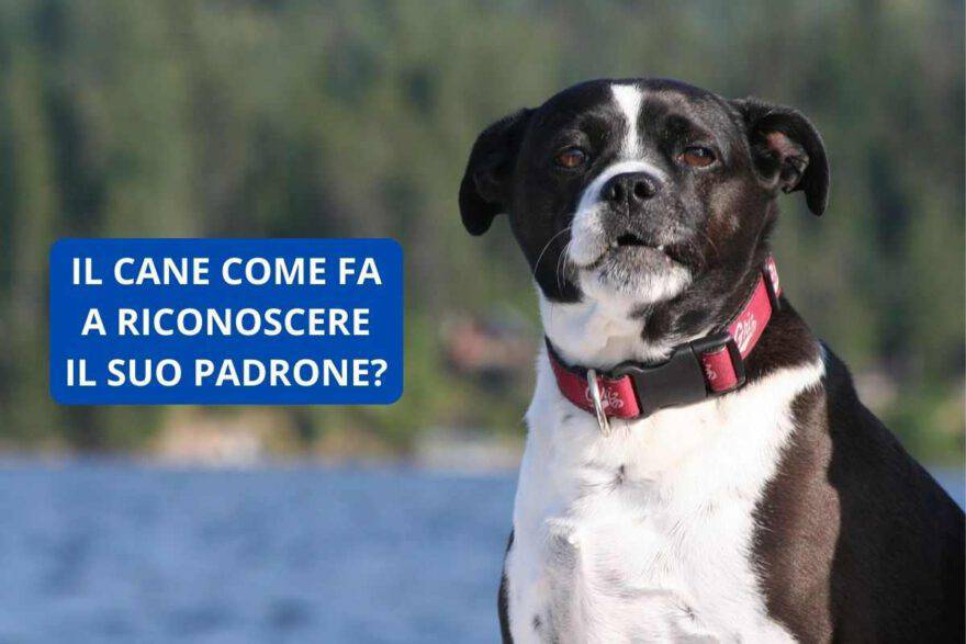 Il cane come fa a riconoscere il suo padrone? Ecco la sua tecnica