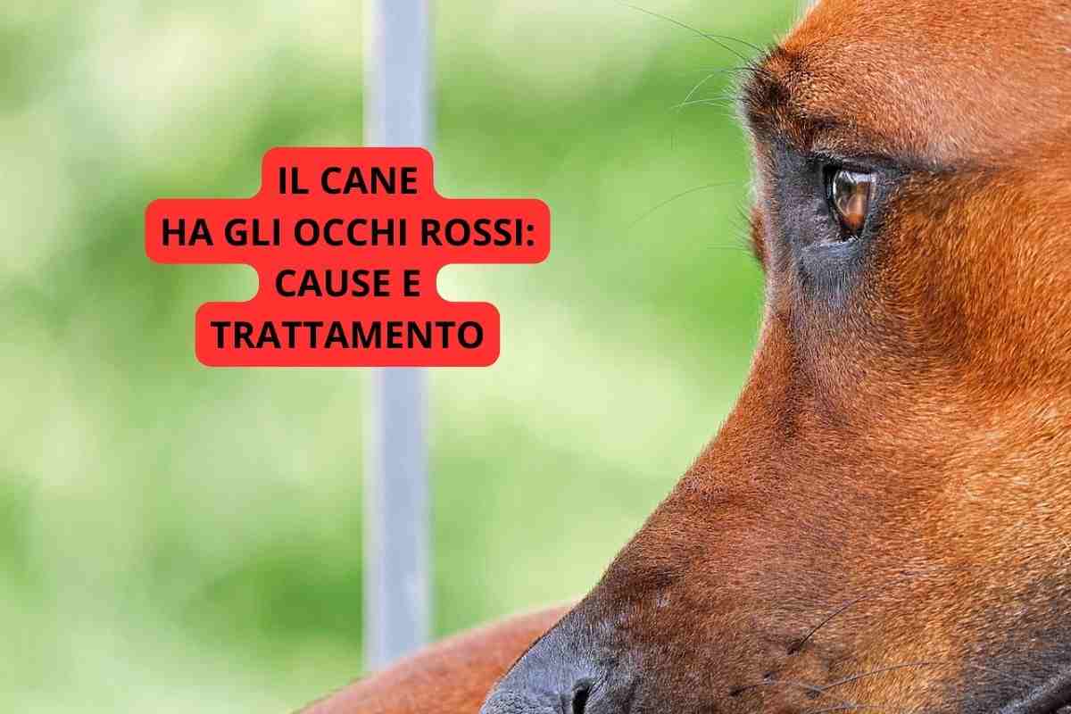 cane occhi rossi