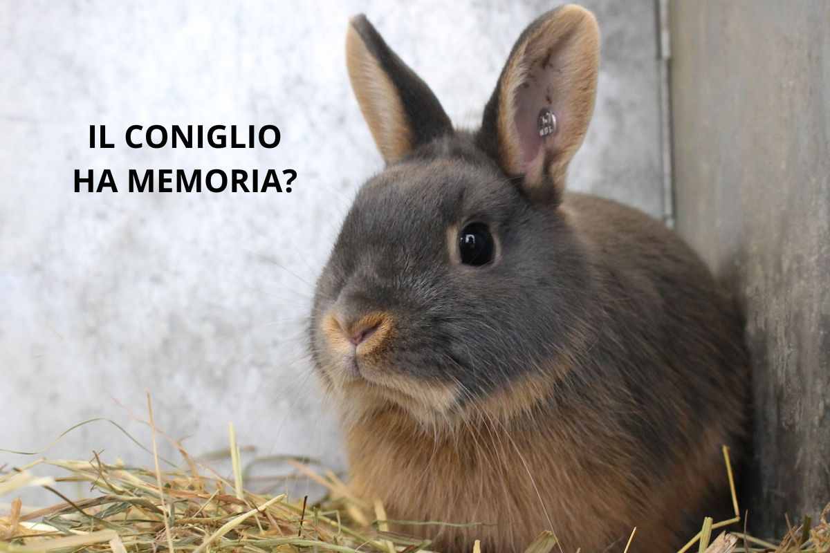 Coniglio memoria