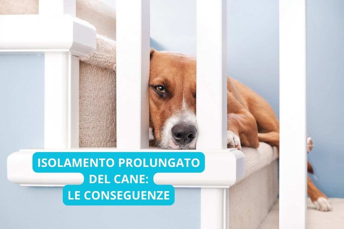 isolamento cane conseguenze