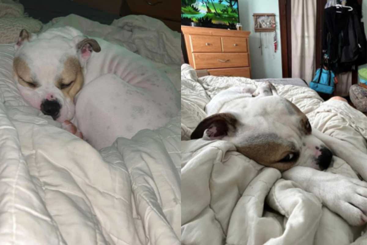 Cane reazione weekend famiglia