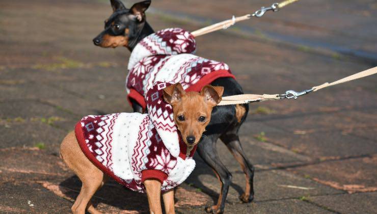 cane aggiornate regole italia 