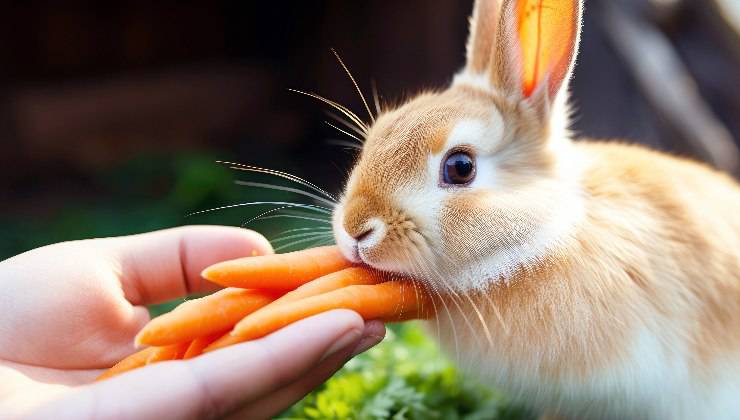 coniglio e carote