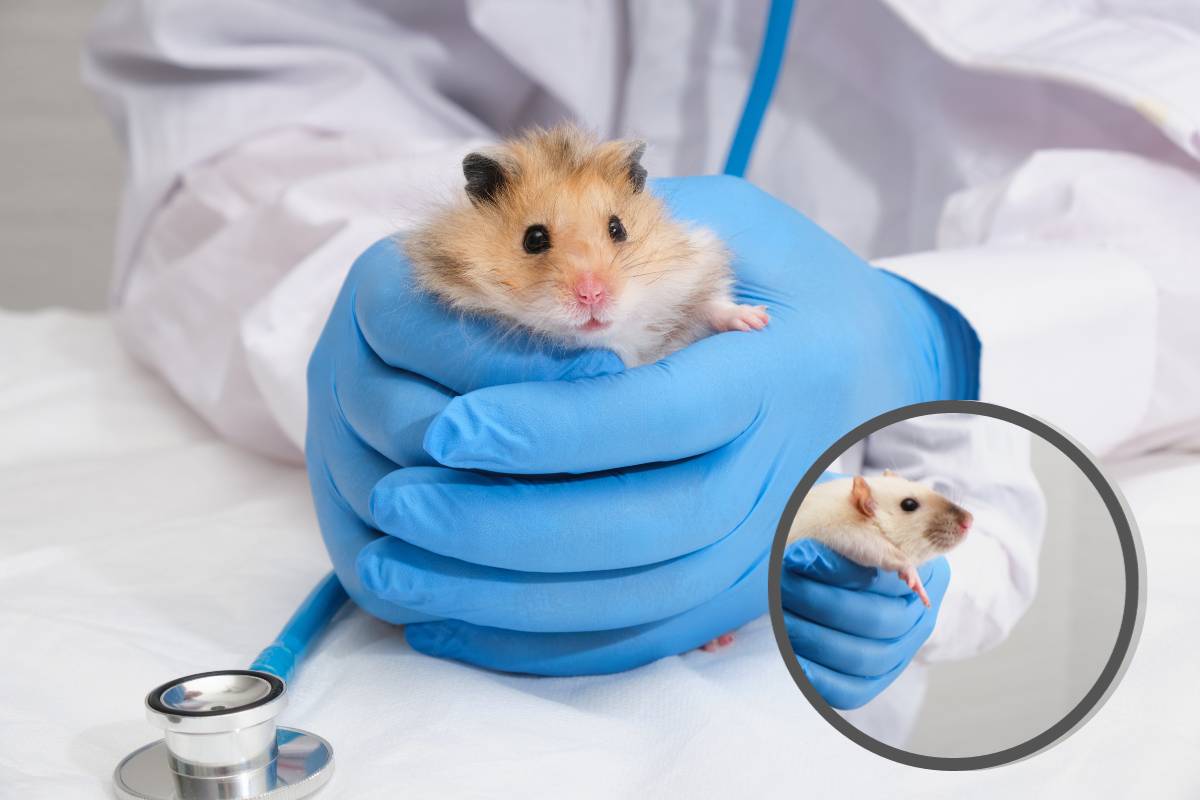 criceto dal veterinario