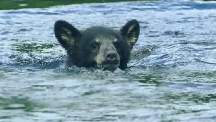 mamma aiuto piccolo orso 