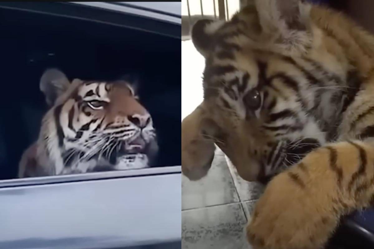 tigre piccola adotta impensabile