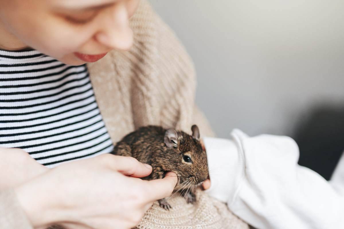 degu