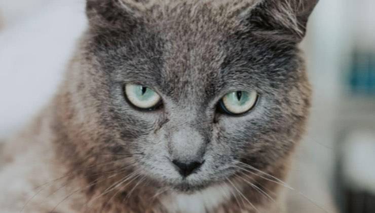 gatto Portogallo blu russia 