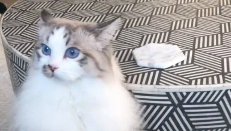 gatto radgoll occhi celesti 