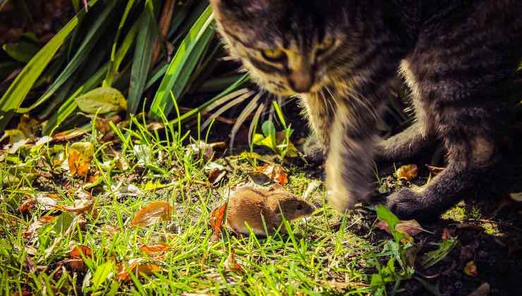 topo micio avventura scelta 