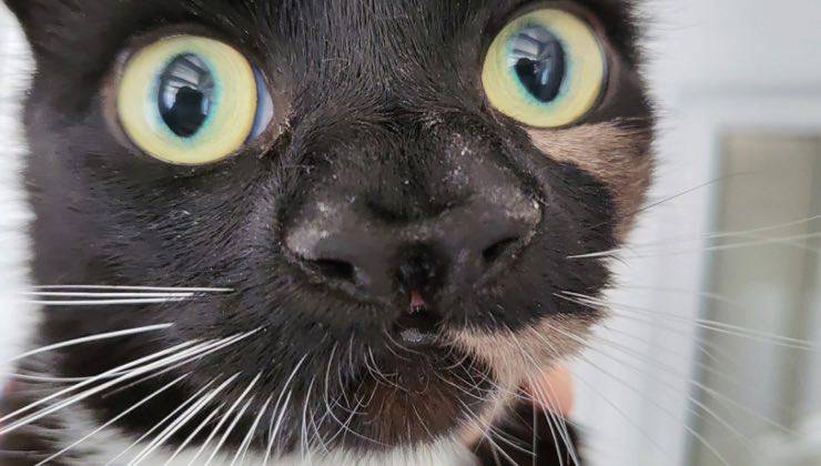 gatto libro Nanny McPhee