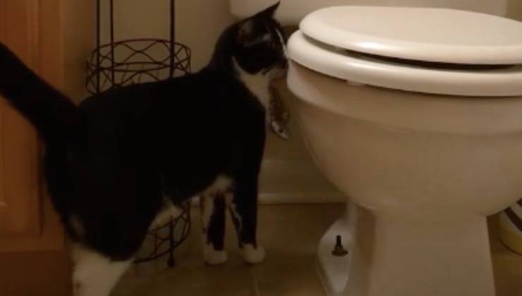 gatto toilette aziona acqua 