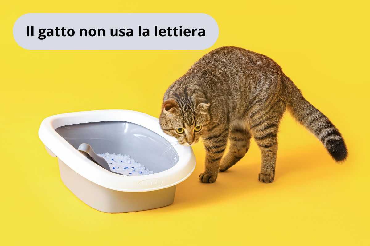 Il gatto ignora la lettiera